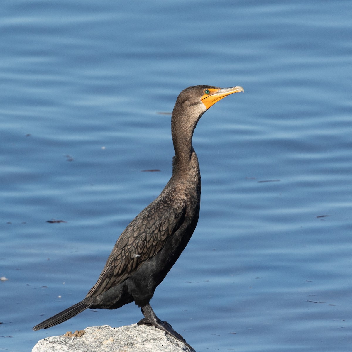 Cormoran à aigrettes - ML646729279