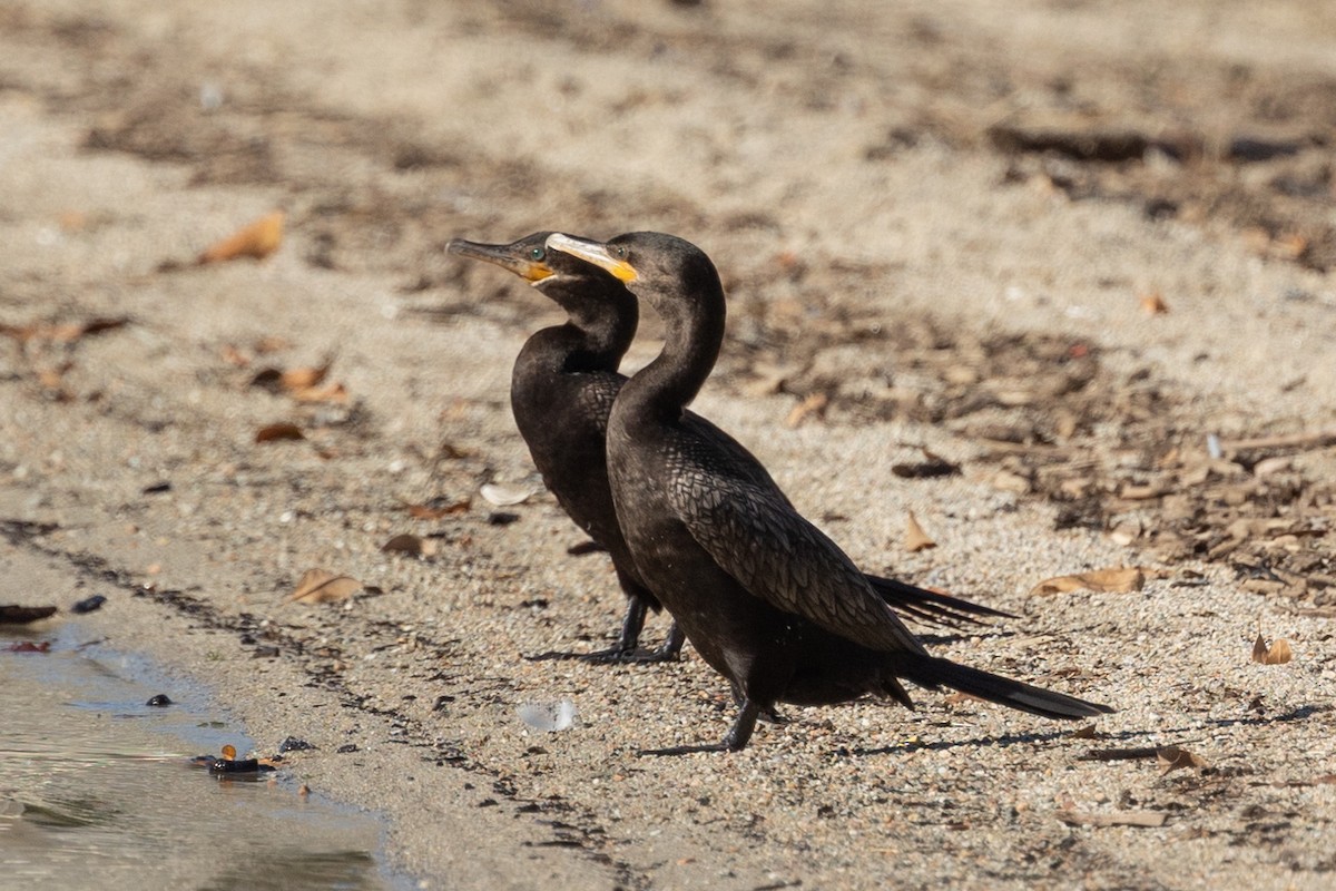 Cormoran vigua - ML646729281