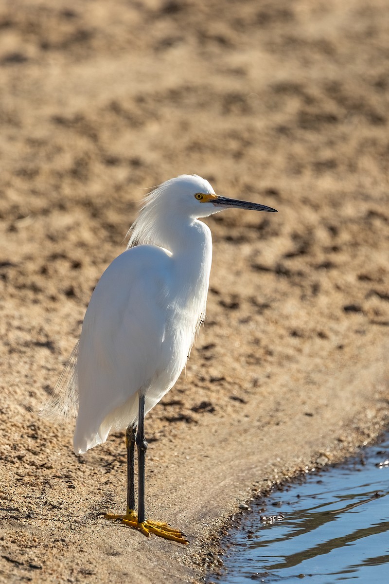 Aigrette neigeuse - ML646729285