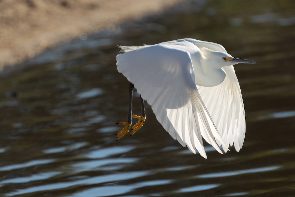 Aigrette neigeuse - ML646729286