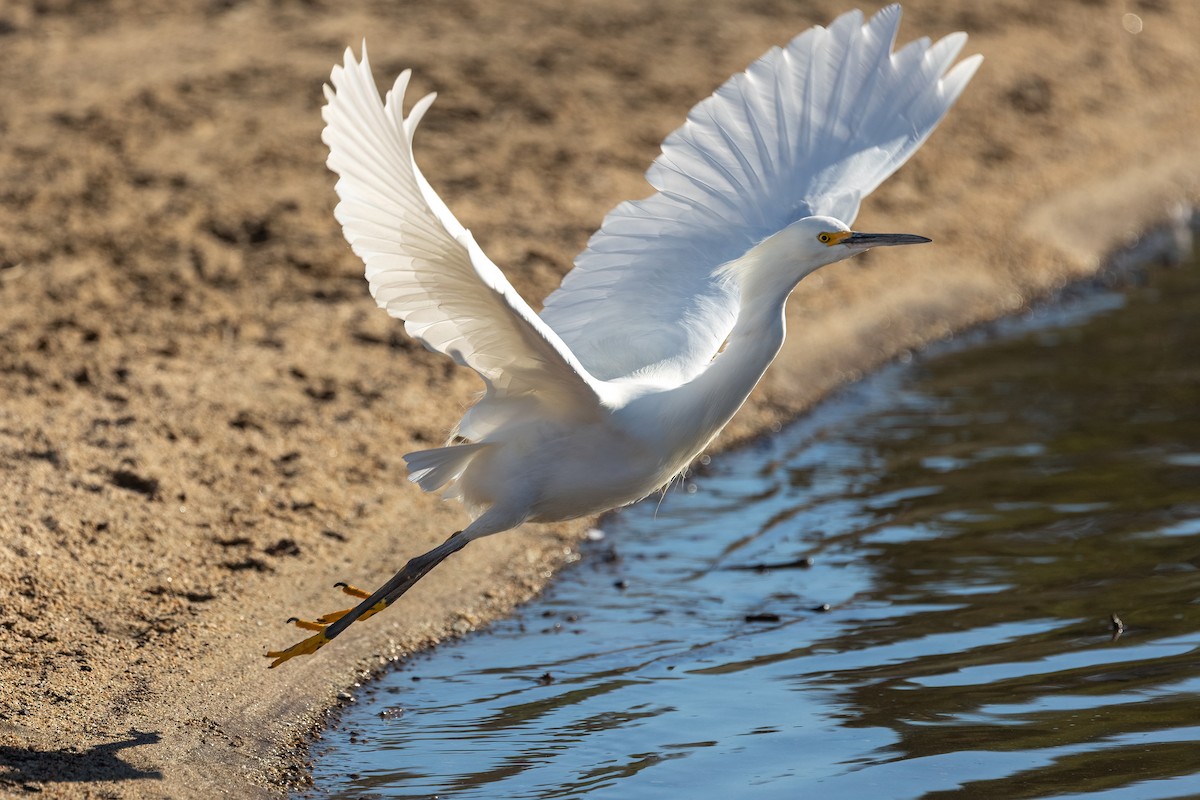 Aigrette neigeuse - ML646729287
