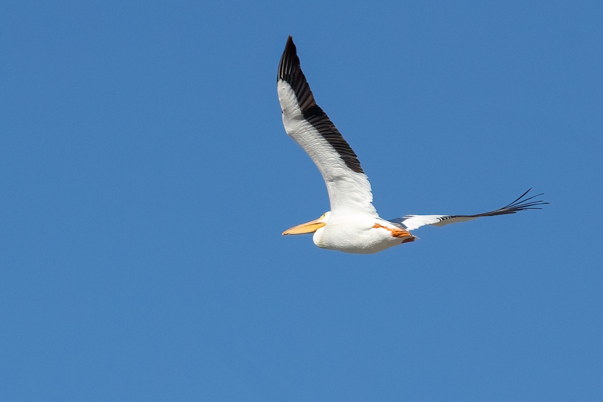 Pélican d'Amérique - ML646729288