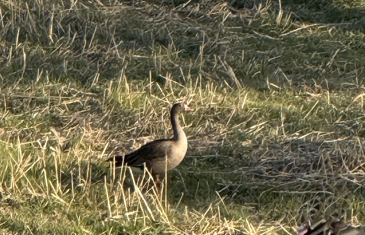אווז קטן - ML646729289