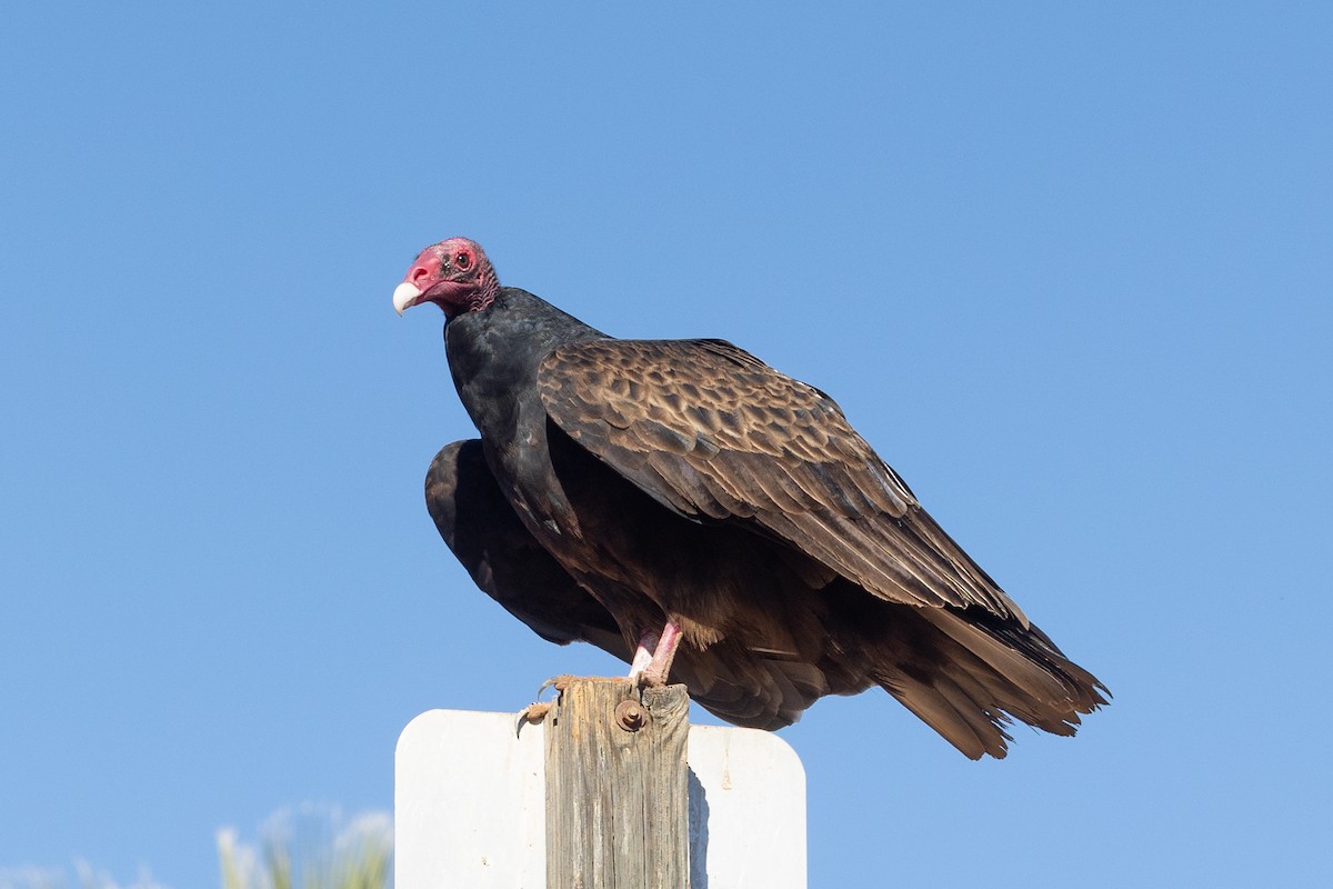 Urubu à tête rouge - ML646729290