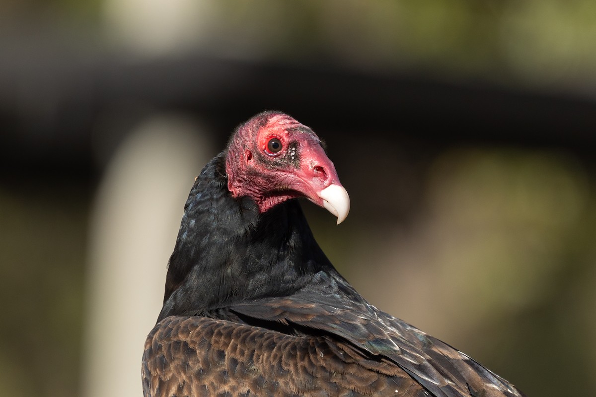 Urubu à tête rouge - ML646729291