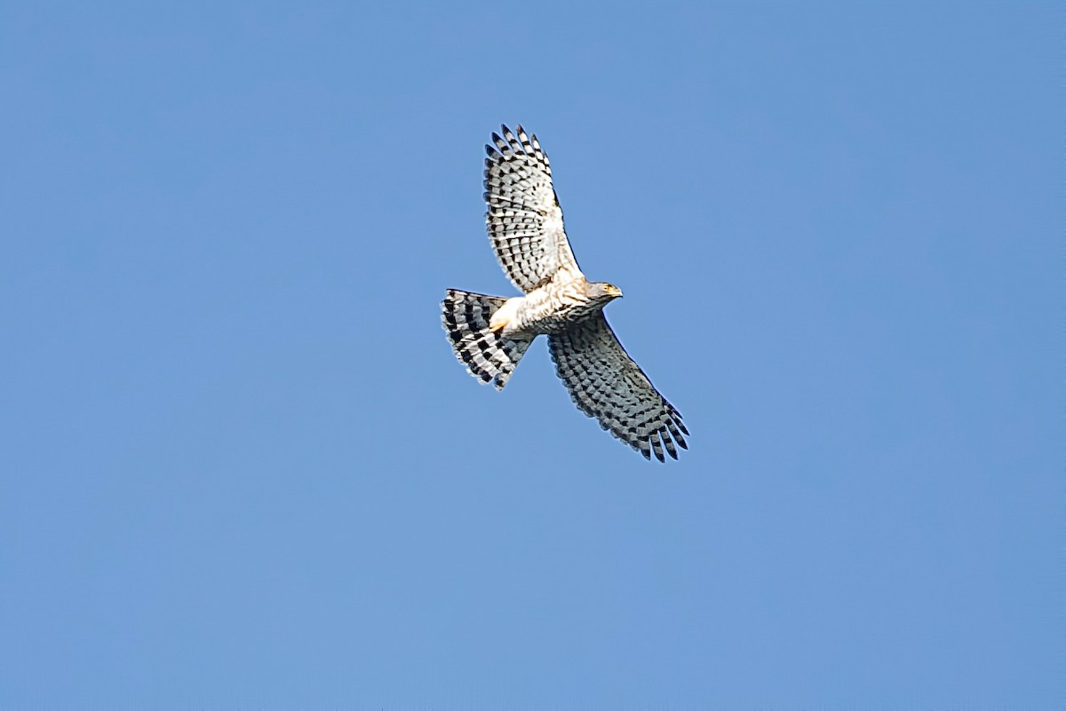 カンムリオオタカ - ML646729294