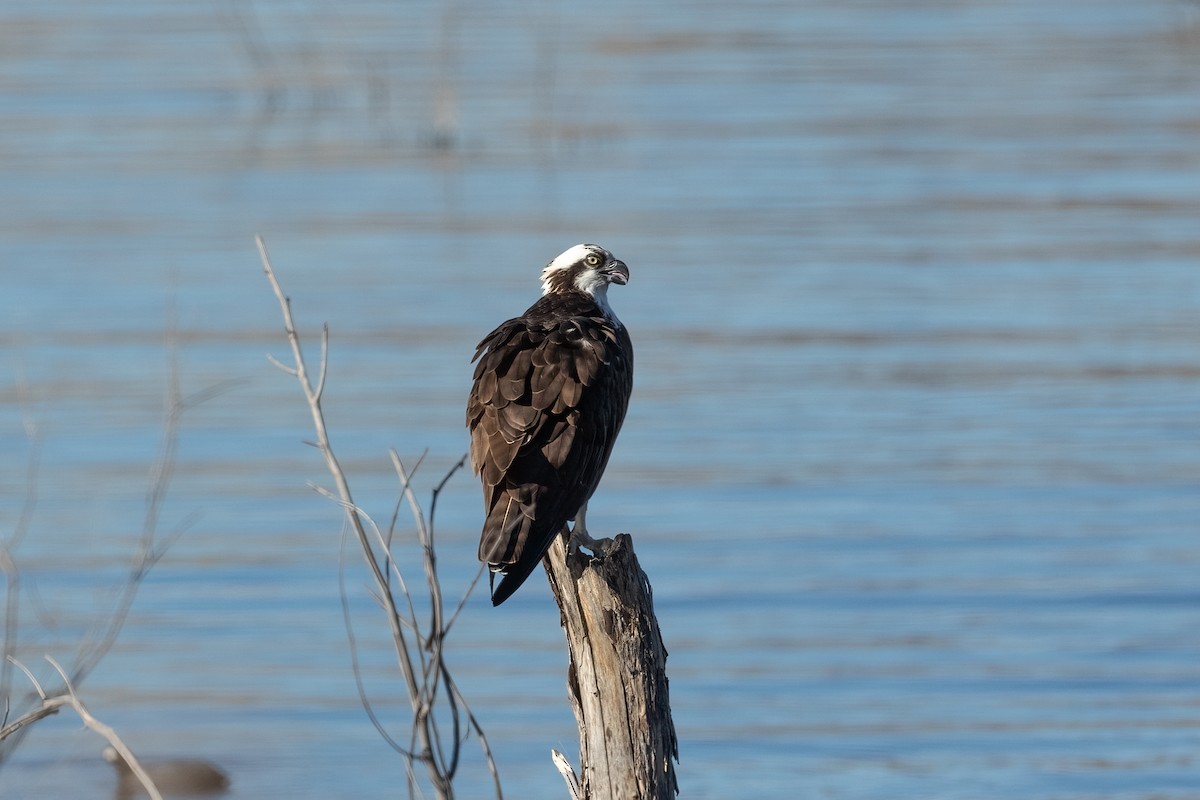 Balbuzard pêcheur - ML646729295