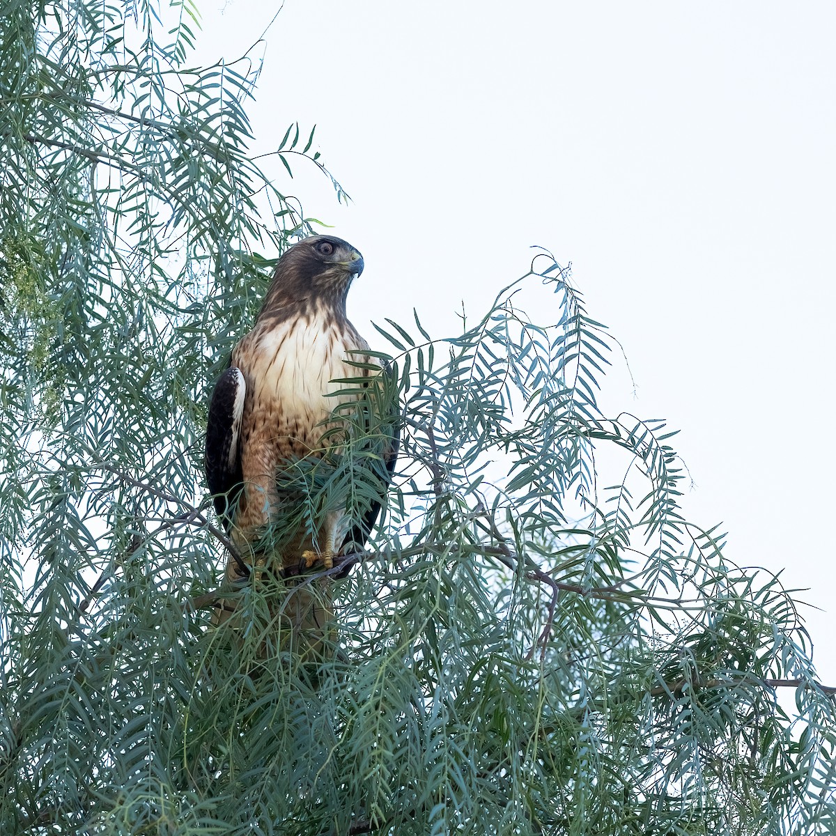 Buse à queue rousse - ML646729297