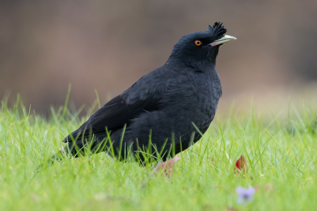 majna chocholatá - ML646729302