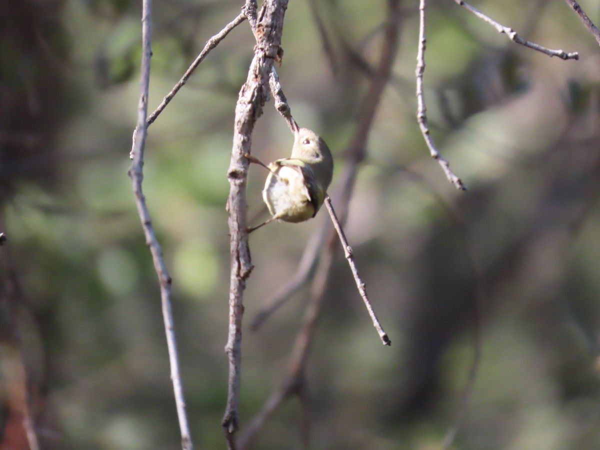 Ruby-crowned Kinglet - ML646729303