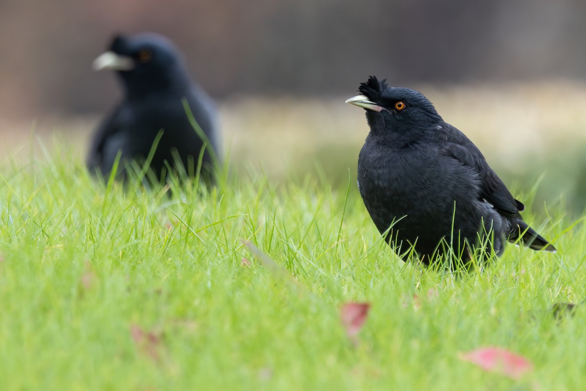 majna chocholatá - ML646729307