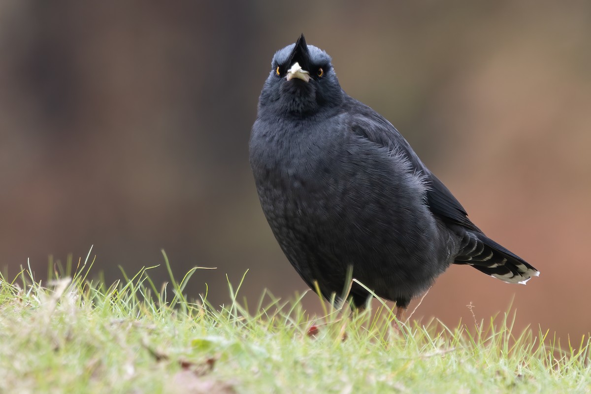 majna chocholatá - ML646729309