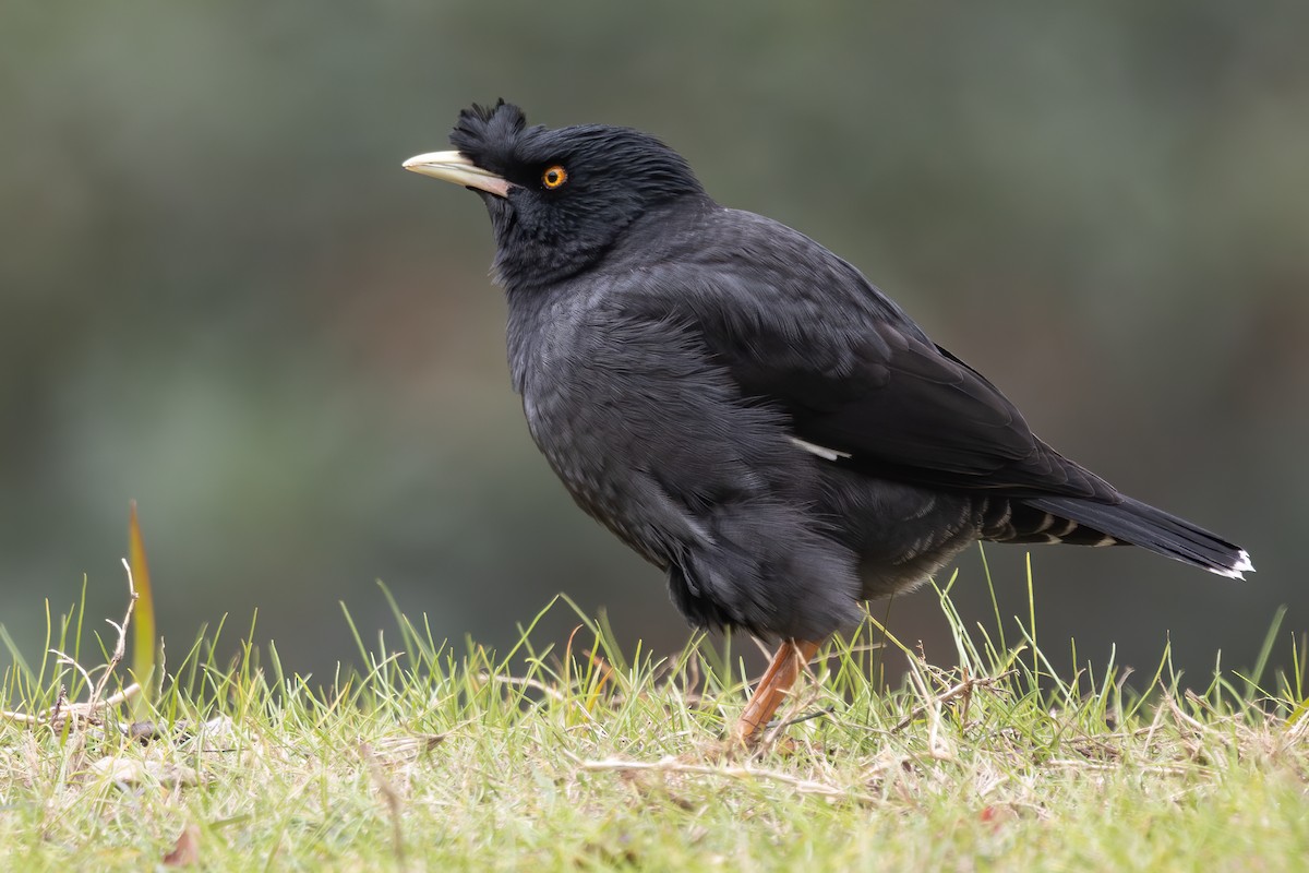 majna chocholatá - ML646729310