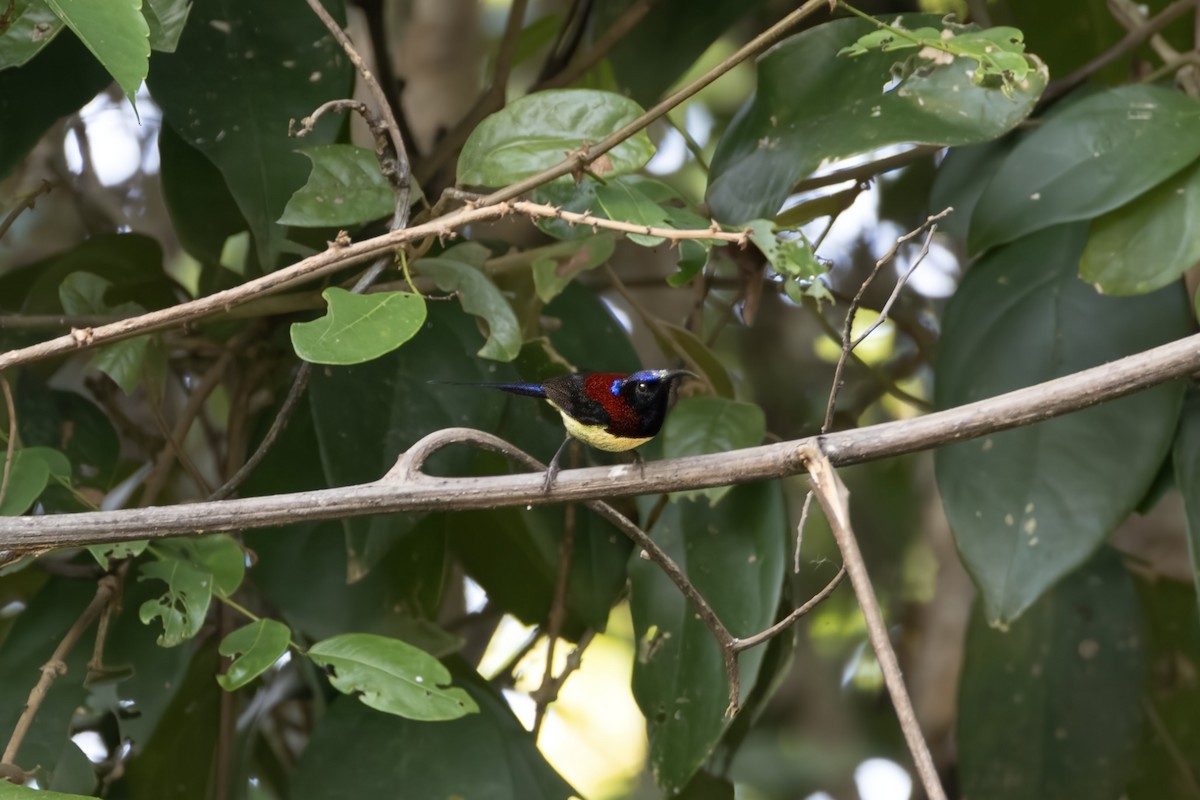 ムナグロタイヨウチョウ - ML646729311