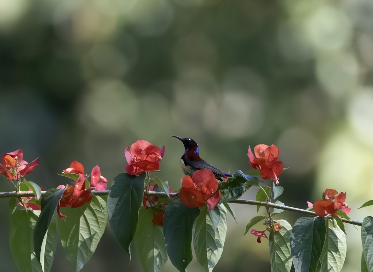 ムナグロタイヨウチョウ - ML646729312