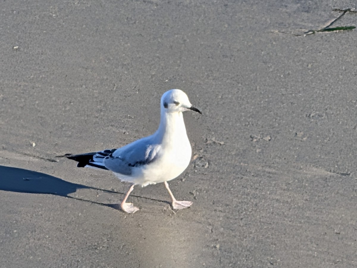 Bonaparte's Gull - ML646729313