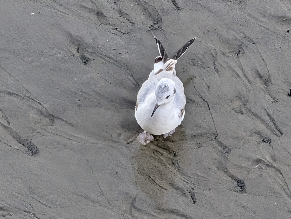 Bonaparte's Gull - ML646729314