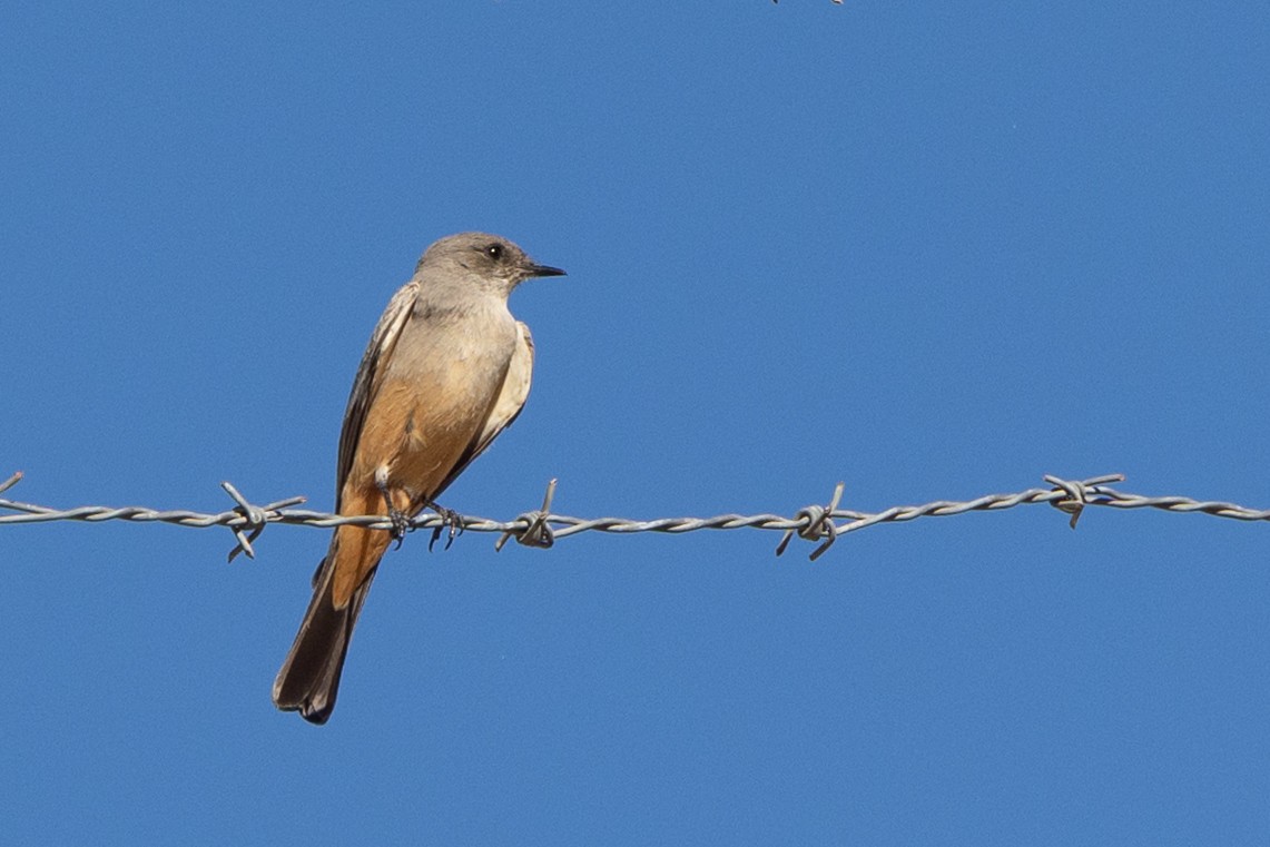 Moucherolle à ventre roux - ML646729315