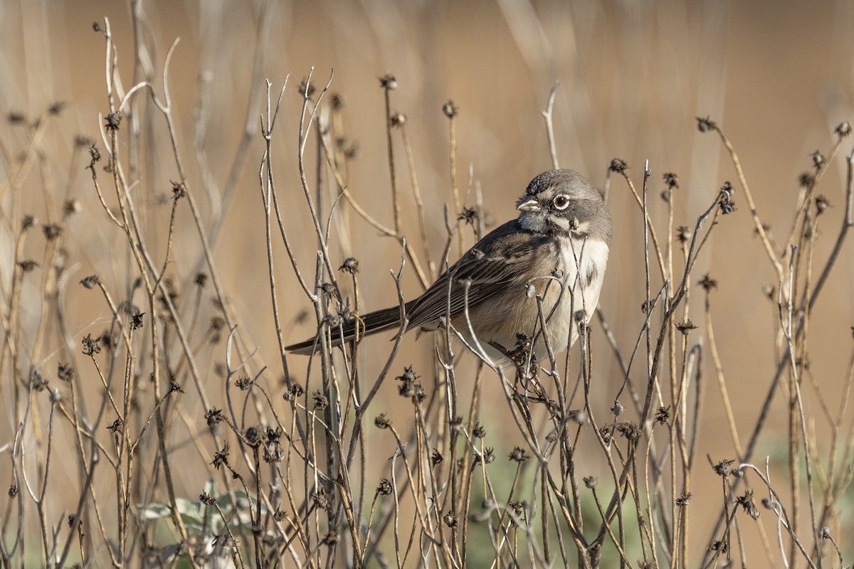 Bruant de Bell - ML646729318