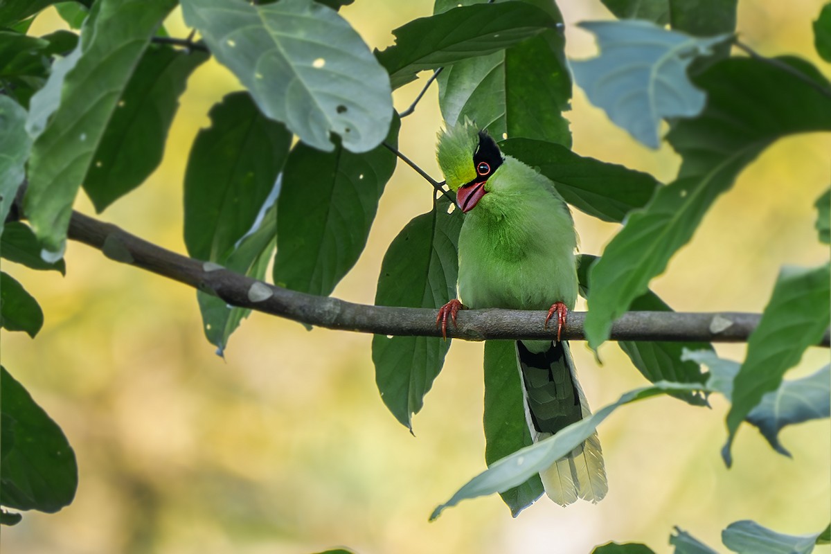 Common Green-Magpie - ML646729323