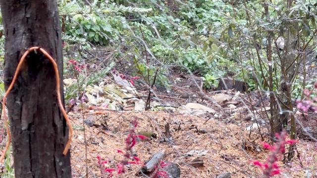 Collared Towhee - ML646729329