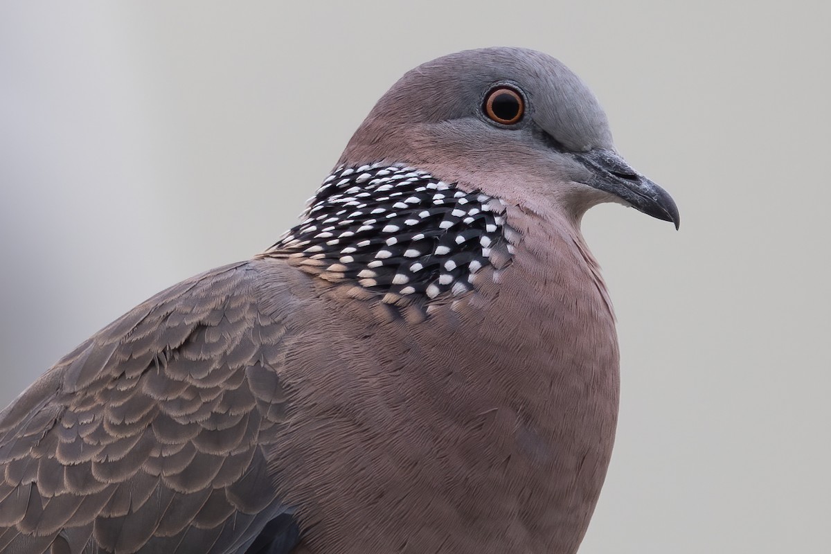 hrdlička kropenatá (ssp. chinensis/suratensis) - ML646729330