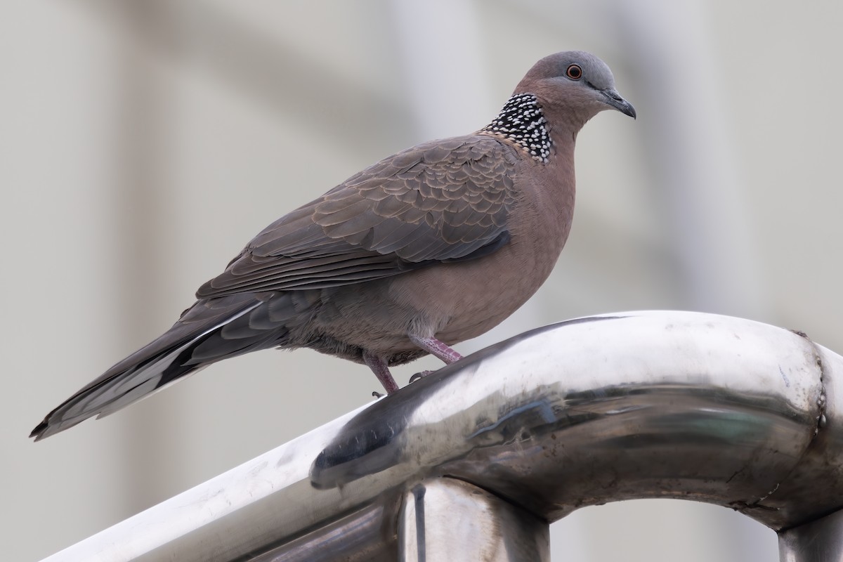 hrdlička kropenatá (ssp. chinensis/suratensis) - ML646729331