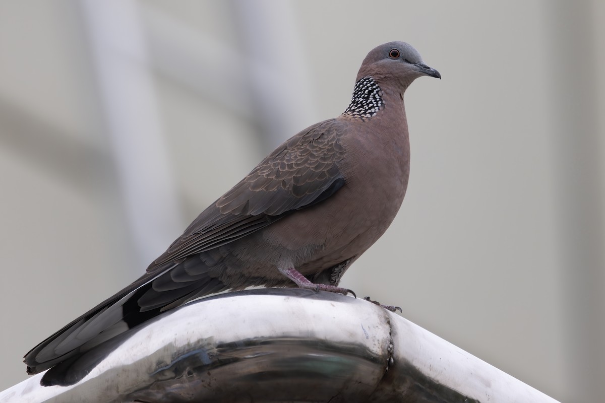 hrdlička kropenatá (ssp. chinensis/suratensis) - ML646729332