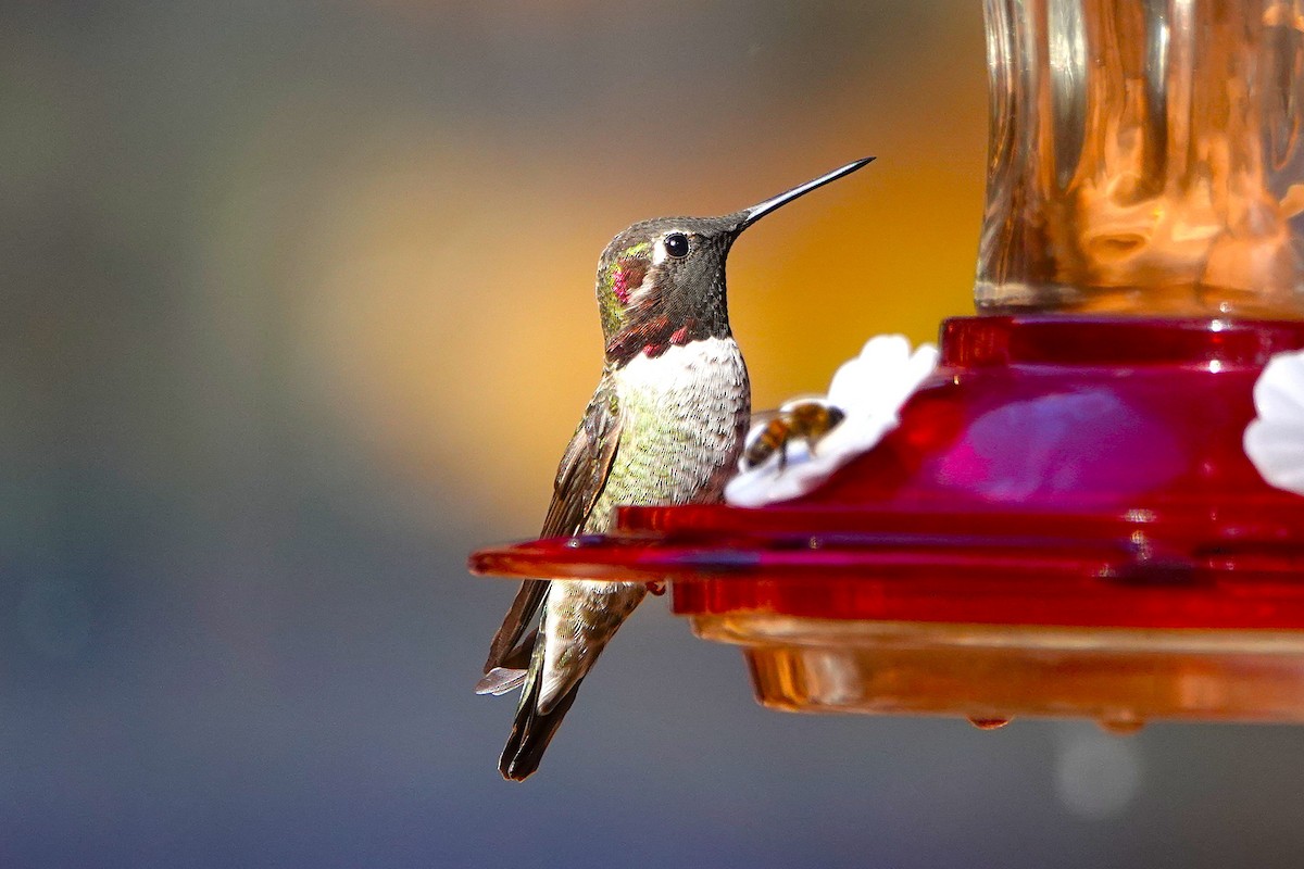 Annakolibri - ML646729333