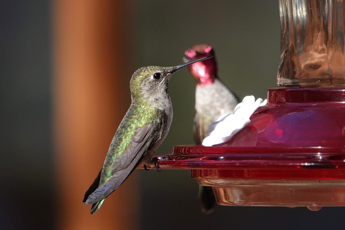 Annakolibri - ML646729334