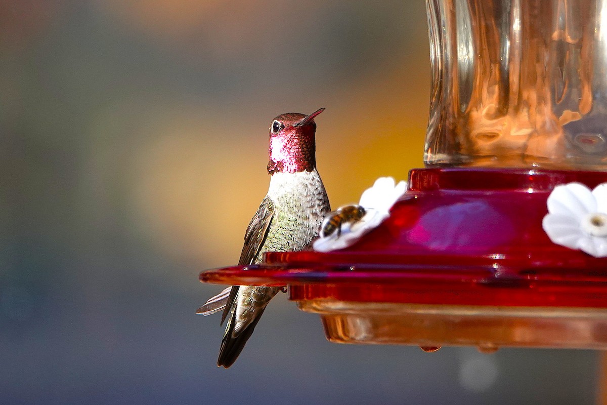 Annakolibri - ML646729335