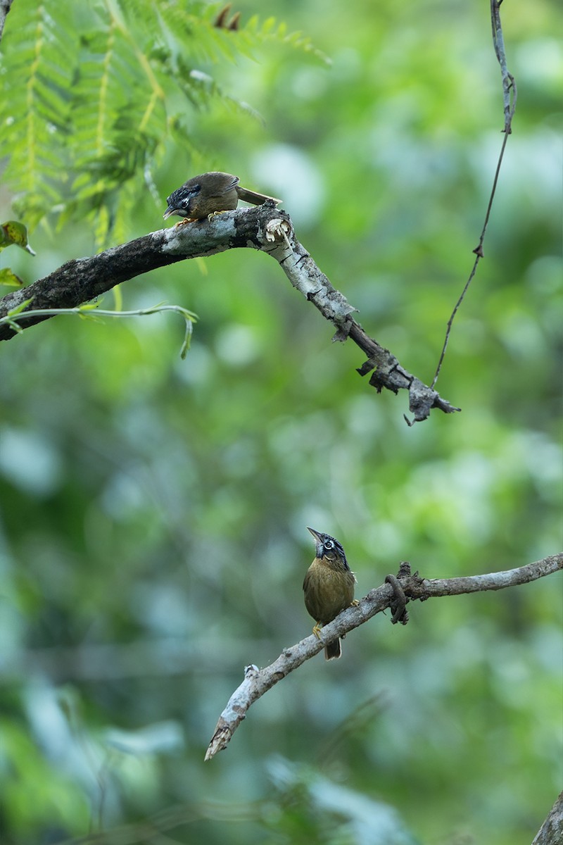 Gray-throated Babbler - ML646729336