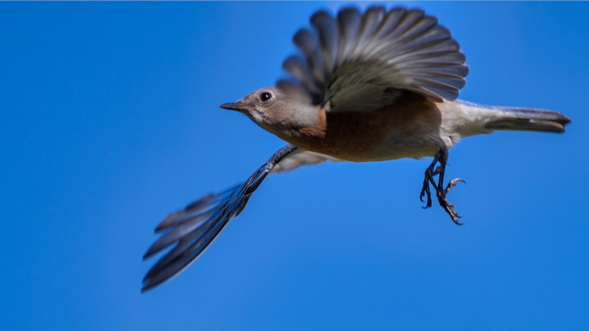 Azulejo Occidental - ML646729337