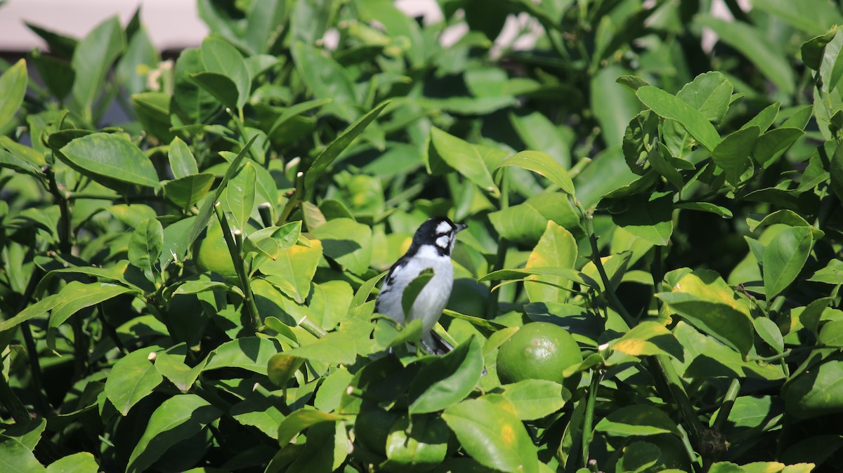 White-eared Monarch - ML646729338