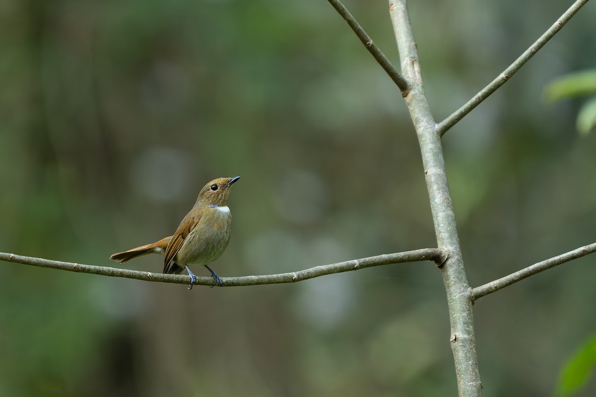 Rufous-bellied Niltava - ML646729339
