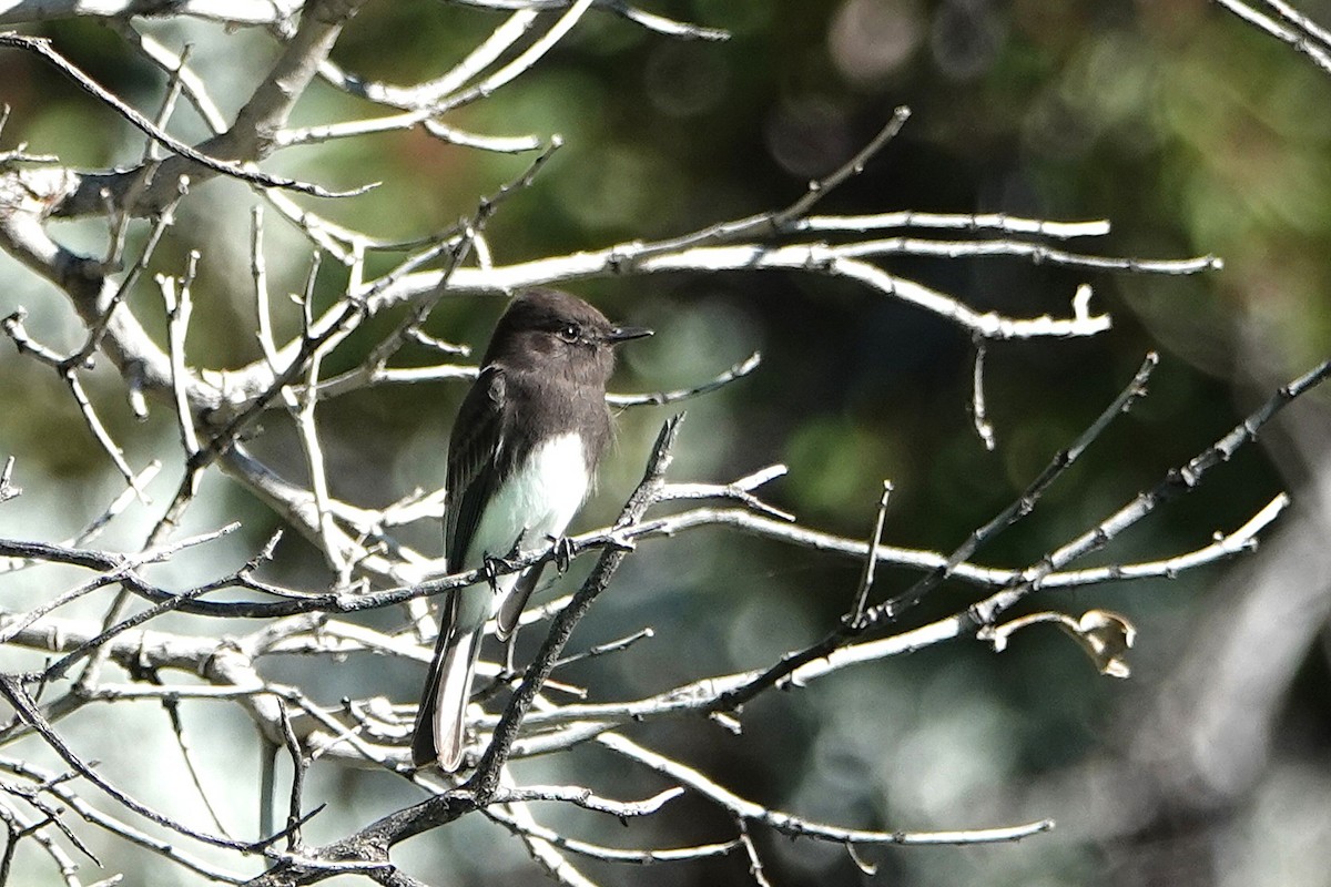 Schwarzkopf-Phoebetyrann - ML646729340