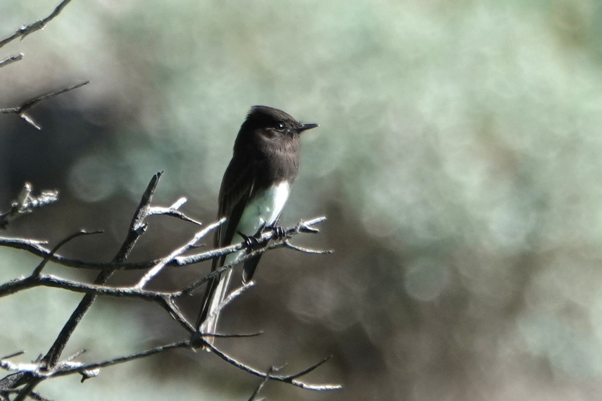 Schwarzkopf-Phoebetyrann - ML646729341