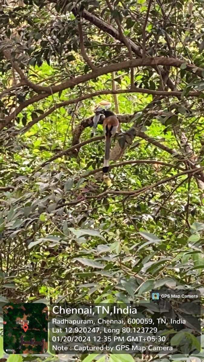 Wanderbaumelster - ML646729342