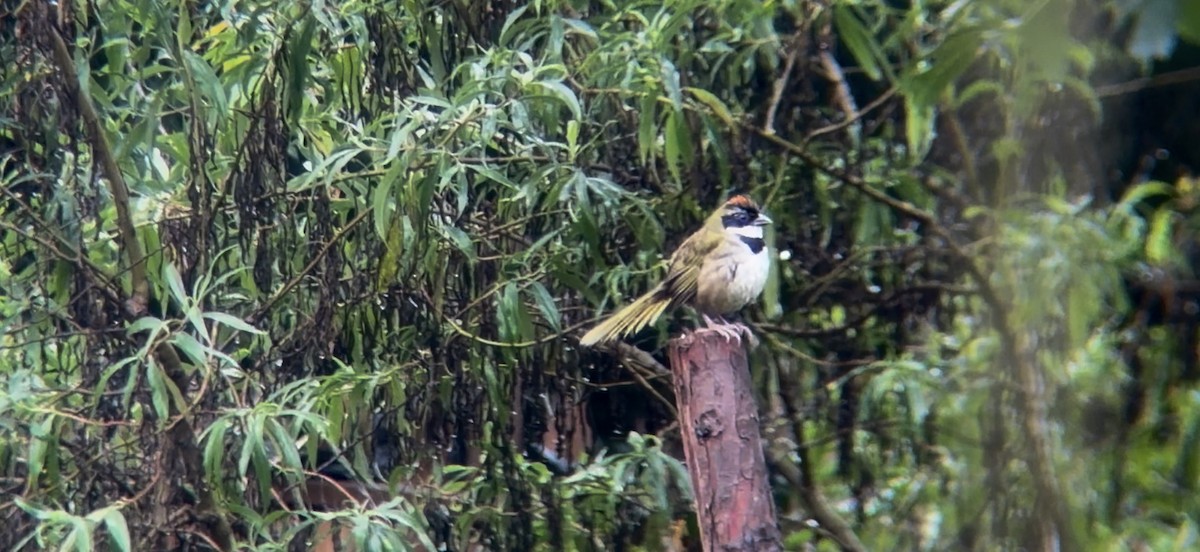 Collared Towhee - ML646729343