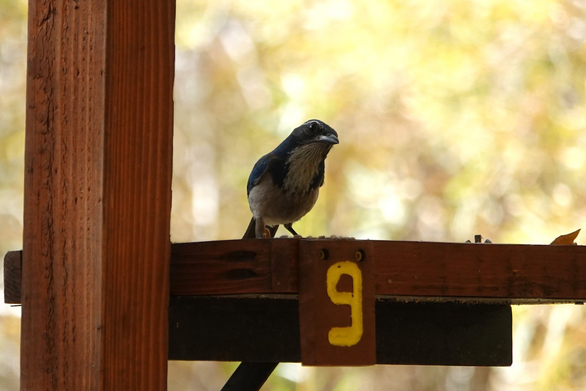 Kalifornienhäher - ML646729344