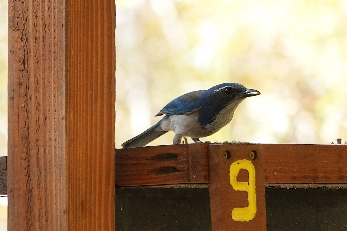 Kalifornienhäher - ML646729345