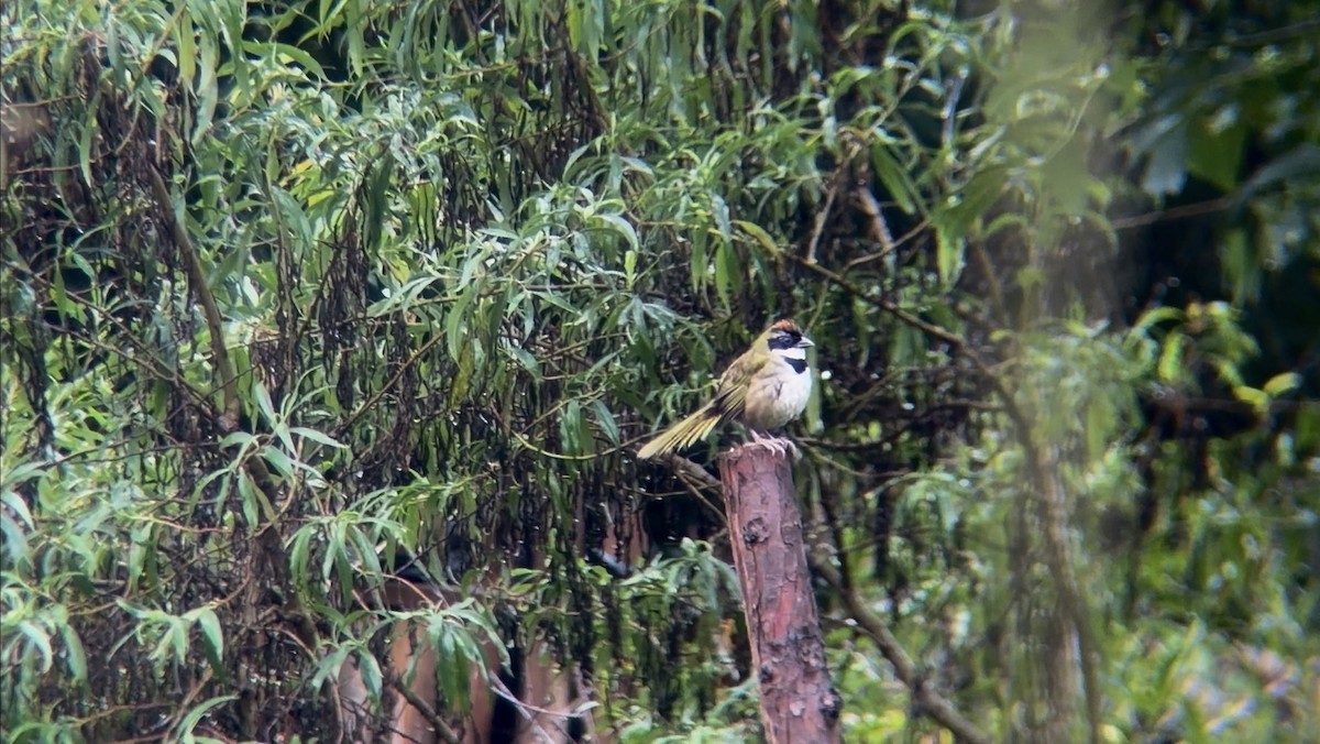Collared Towhee - ML646729346