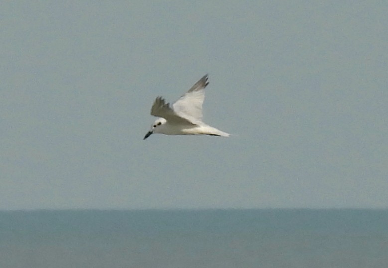 Gull-billed Tern - ML646729348