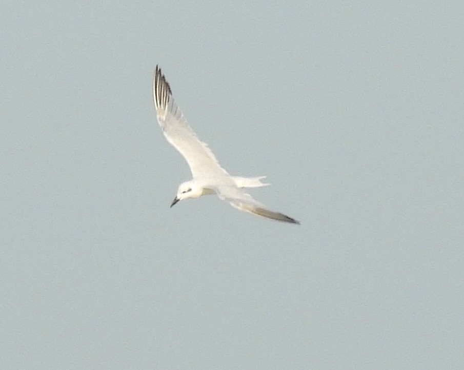 Gull-billed Tern - ML646729352
