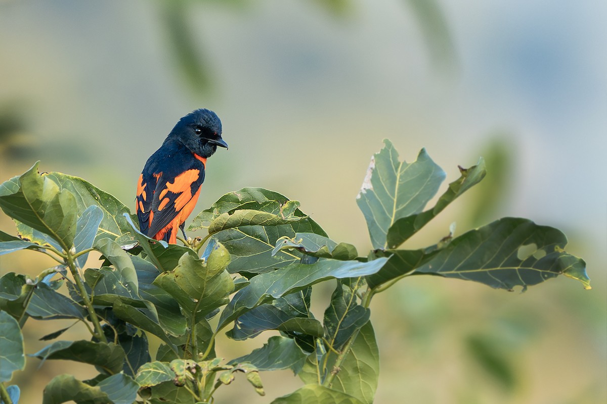 Scarlet Minivet - ML646729353