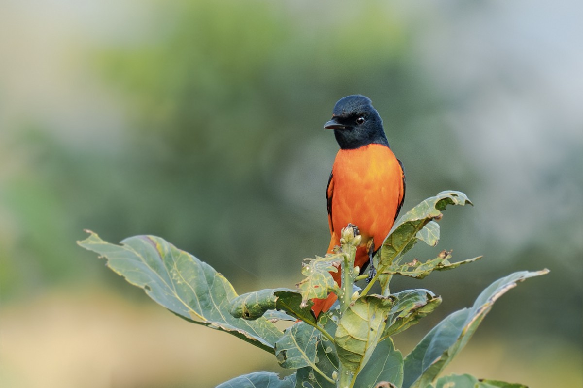 Scarlet Minivet - ML646729354