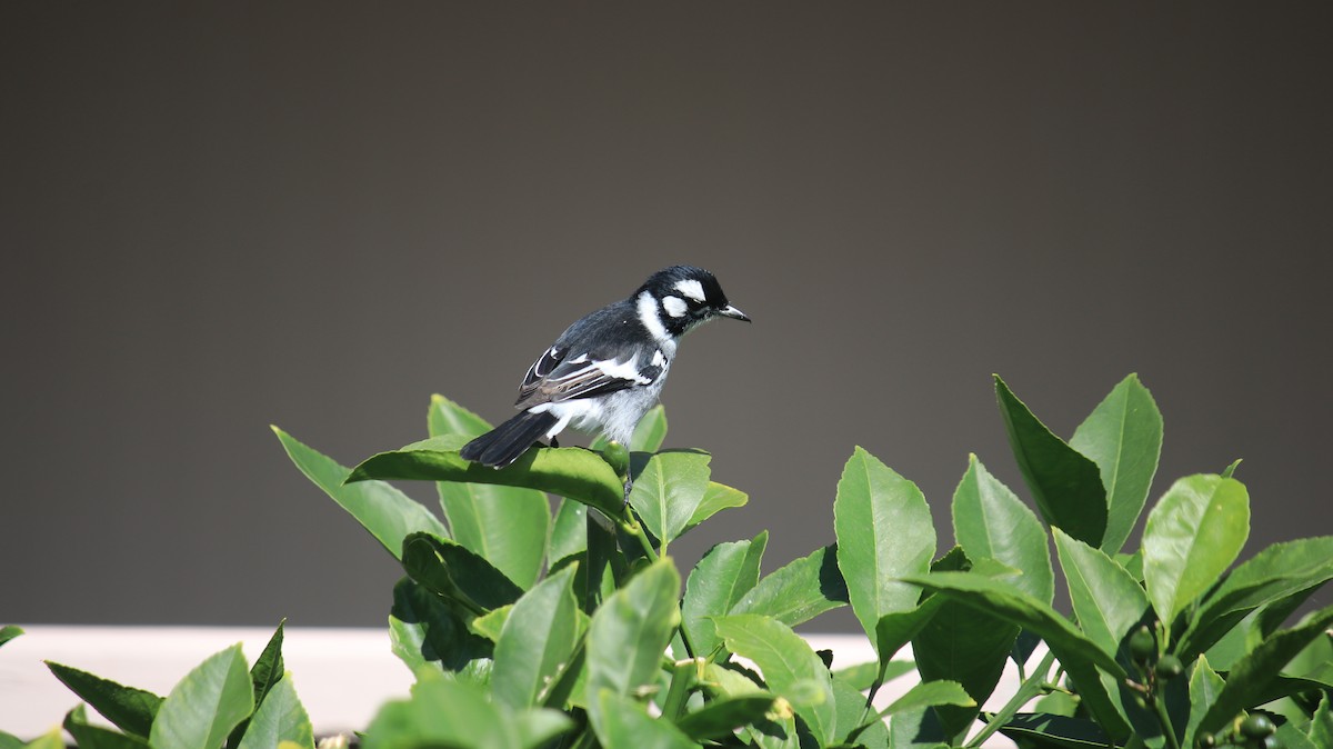 White-eared Monarch - ML646729355