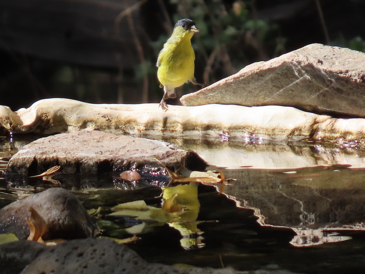 Lesser Goldfinch - ML646729356