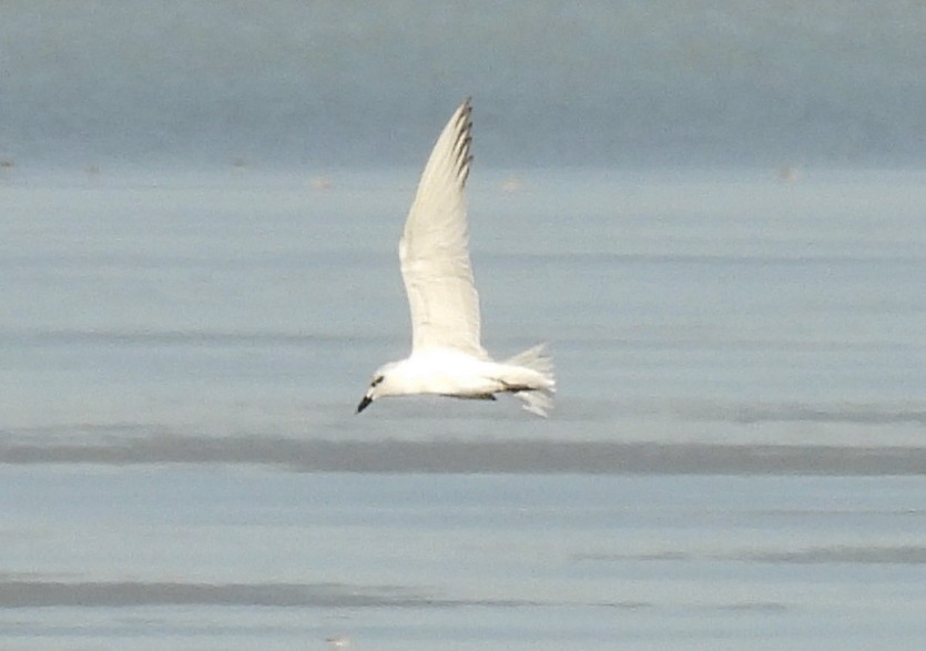 Gull-billed Tern - ML646729357