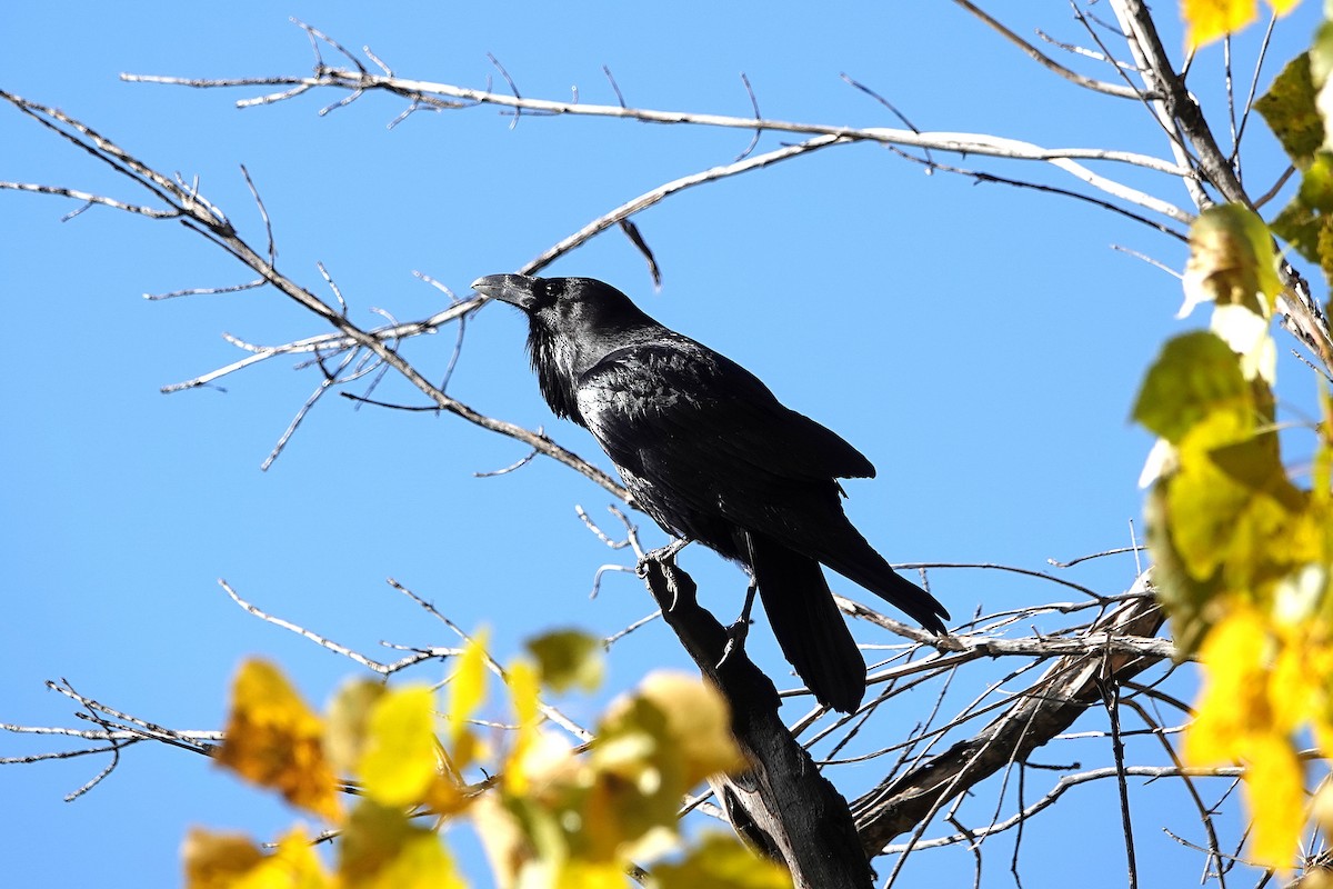 Common Raven - ML646729358